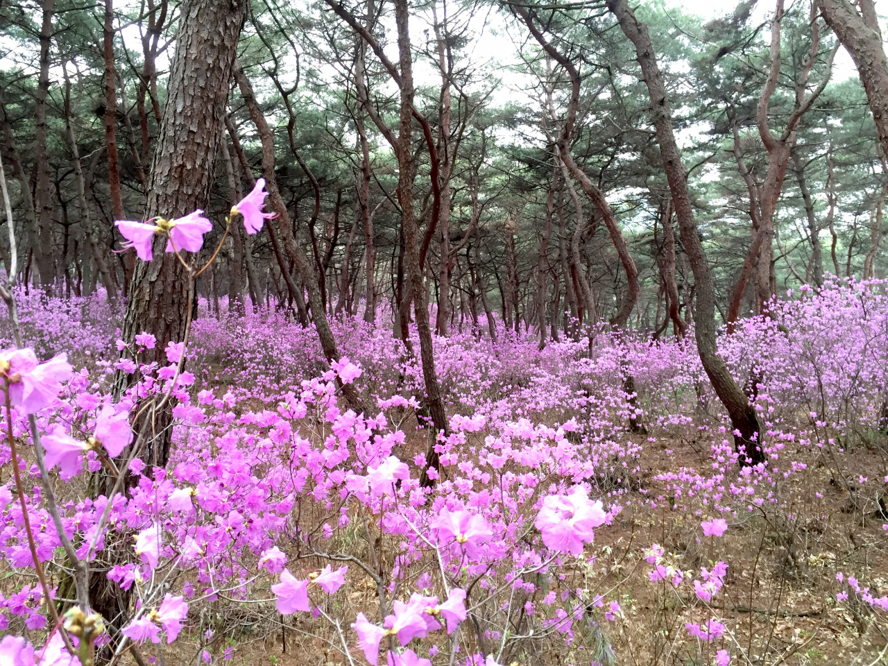 여주 왕의 숲길 진달래