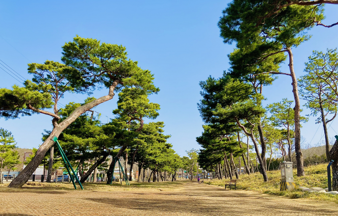 수원 노송지대에 노송 후계목 50주 심었다.[수원시 제공]