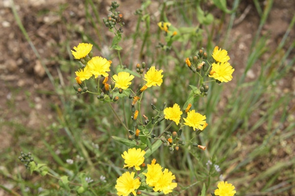 순천산 고들빼기 꽃대.