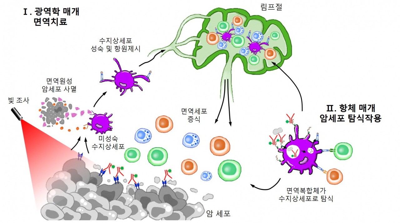 항체-광응답제 접합체를 이용한 암 표적 치료 전략의 개략도.[가톨릭대학교 제공]