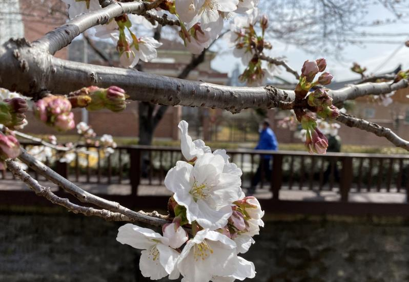 21일 경남 창원시 진해구 벚꽃명소인 여좌천 일대에 올 첫 꽃봉오리를 터트린 벚꽃들. [연합]