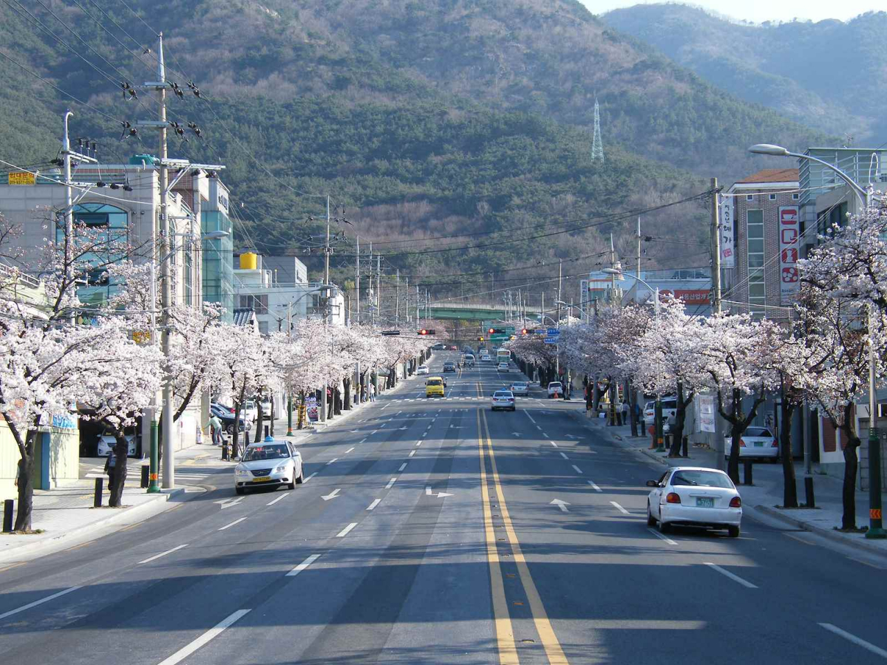 대구 남구 현충로 벚꽃길 전경.[대구시 제공]