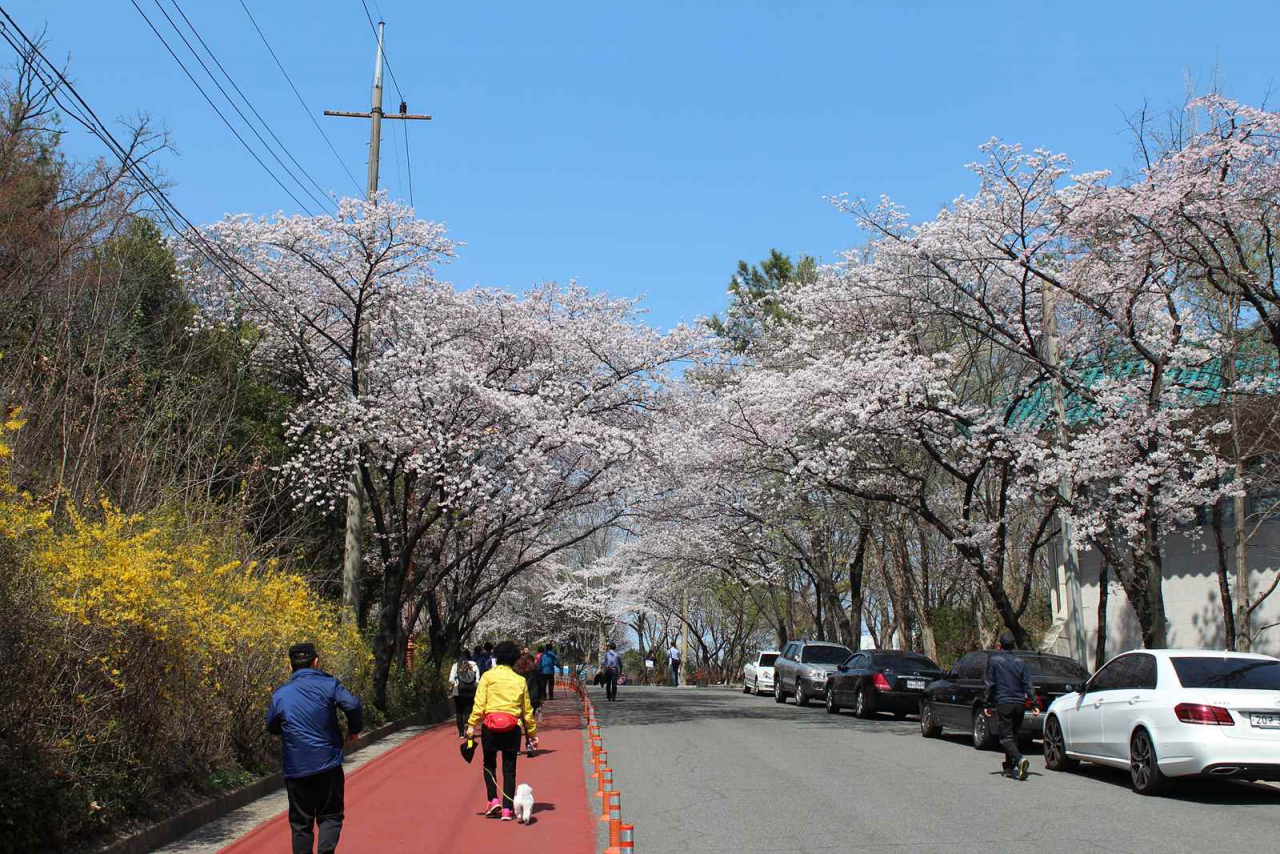 대구 달서구 두류공원 벚꽃길 전경.[대구시 제공]
