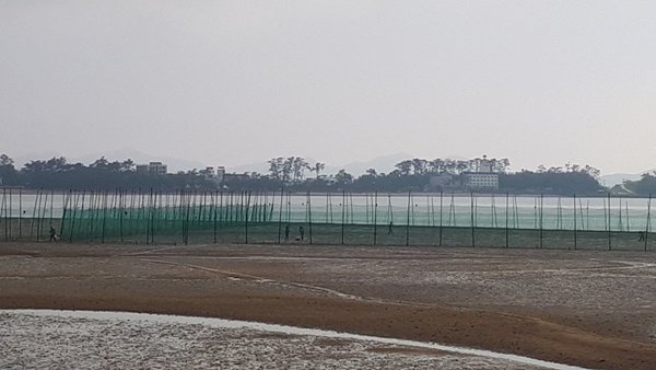 전남 무안군 낙지방류 서식장.