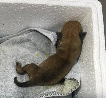 [동물보호단체 라이프]