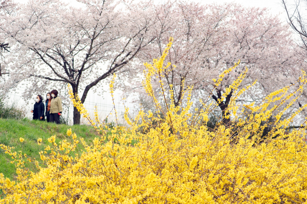 24일 오후 대구 동구 아양교 인근에 벚꽃과 개나리 등 봄꽃이 만발한 모습. [연합]