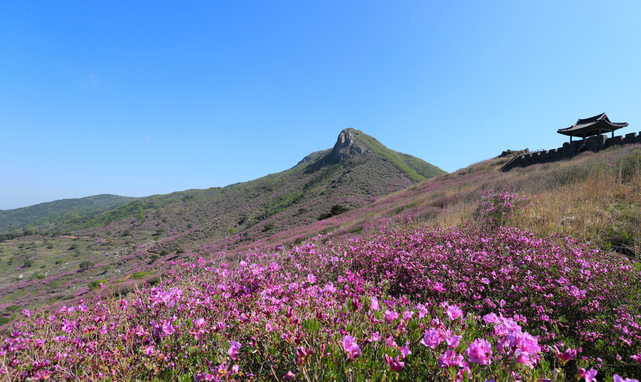 황매산 철쭉