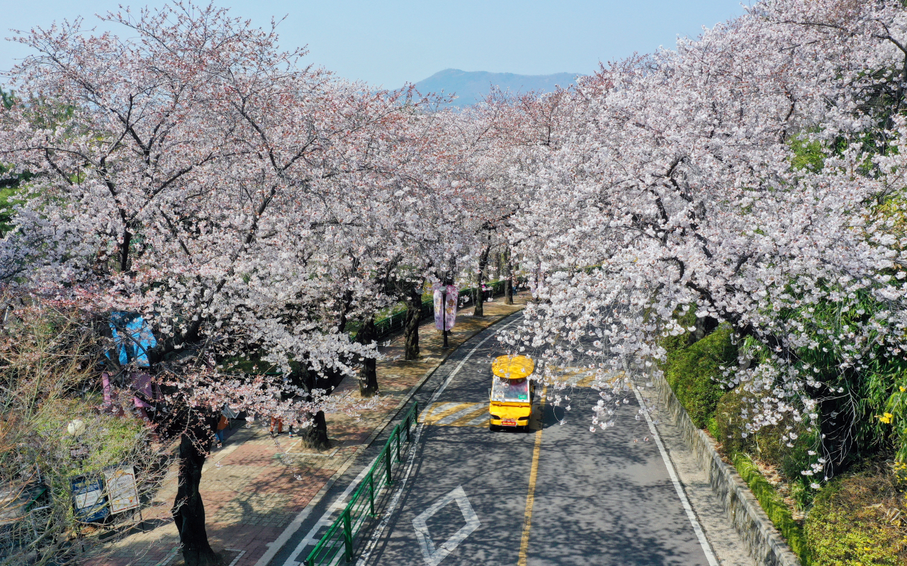 지난 25일 벚꽃이 만개한 대구 달서구 이월드 모습. [연합]