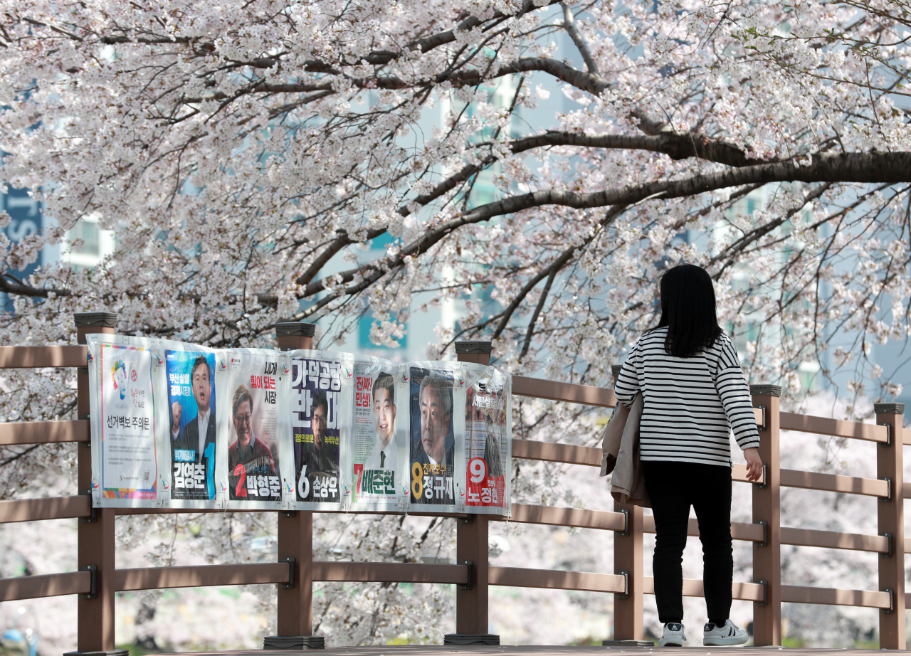 벚꽃이 만개한 부산 온천천시민공원 산책로에 4·7 부산시장 재·보궐선거 벽보가 부착돼 있다. [연합]