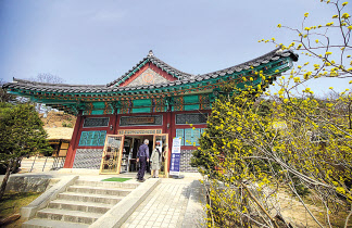 김유정 문학촌 전시관 앞 노란동백꽃