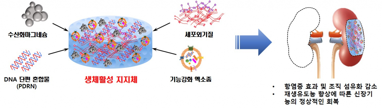 손상된 신장재생을 촉진하는 생리활성물질을 포함한 생체활성 지지체.[차의과대학교 제공]