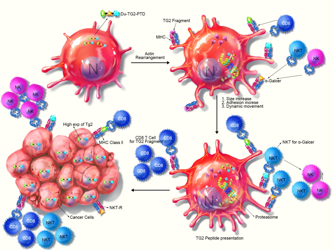 Transgelin-2 재조합 단백질을 이용한 차세대 항암면역세포치료술 개발 전략도.[GIST 제공]