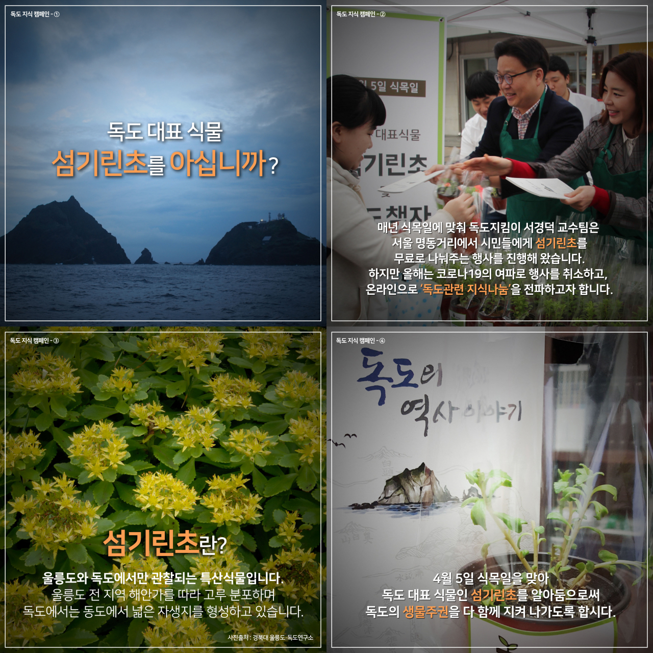 식목일을 맞아 독도 대표 식물인 '섬기린초' 관련 카드뉴스 모음