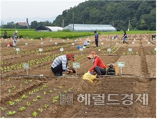 함께서울 친환경 농장. [서울시 제공]