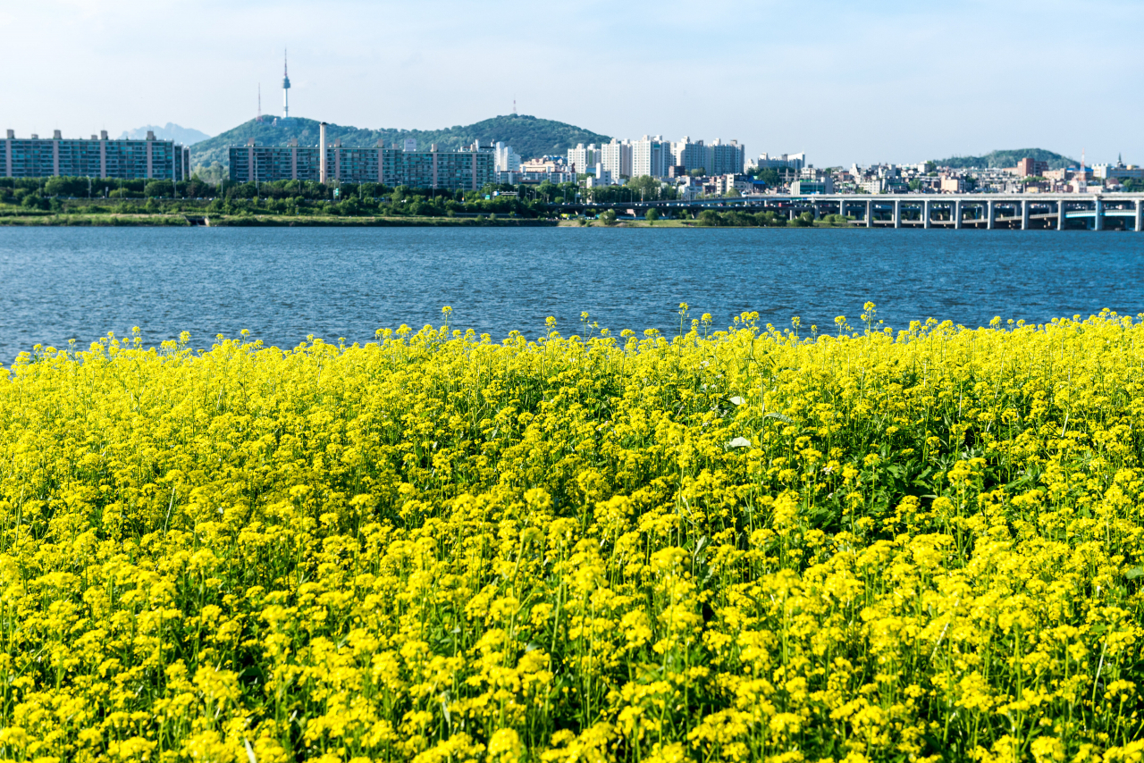 서래섬 유채꽃