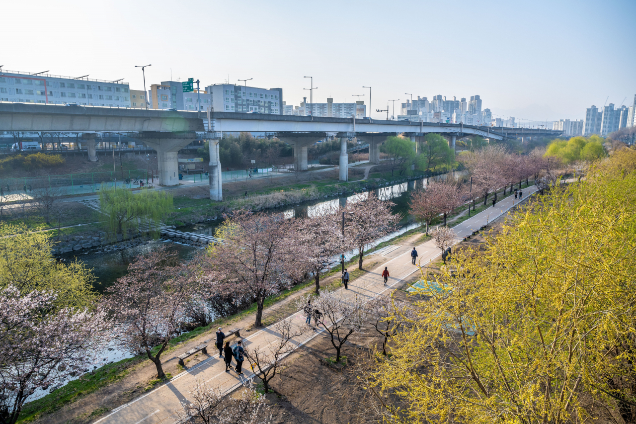 청계천 매화