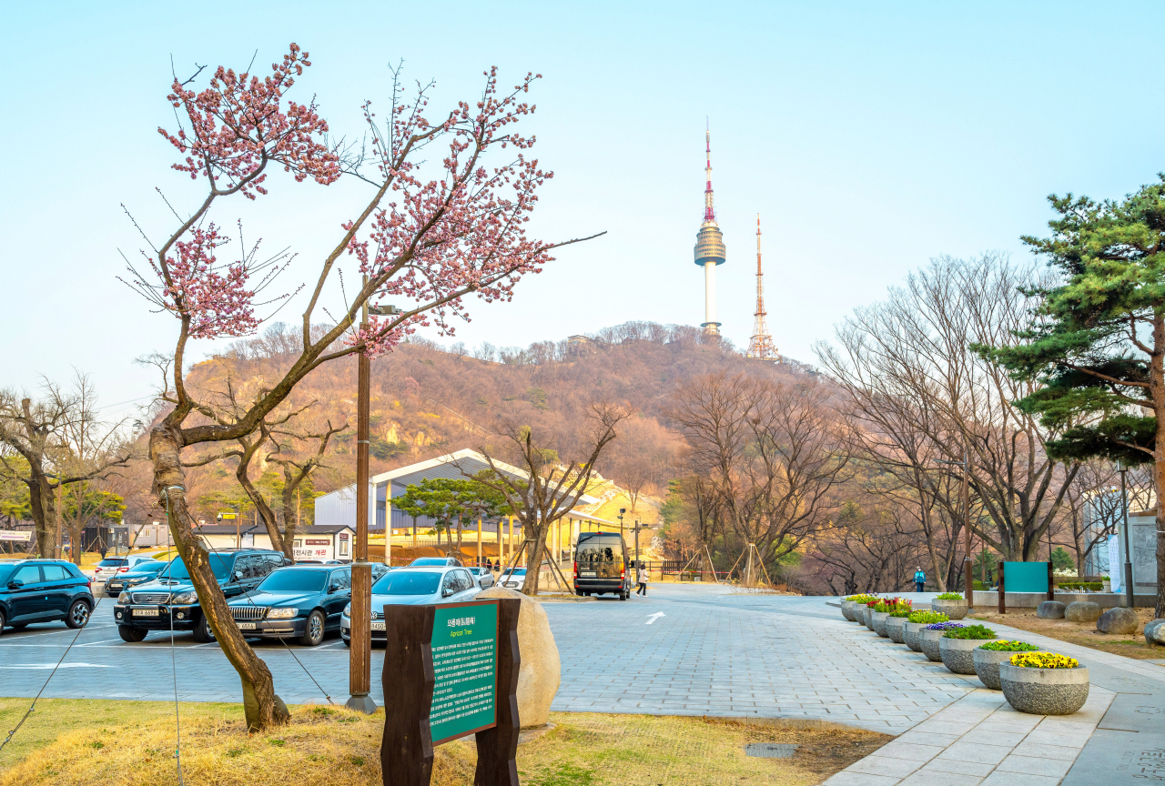 남산의 와룡매(홍매)