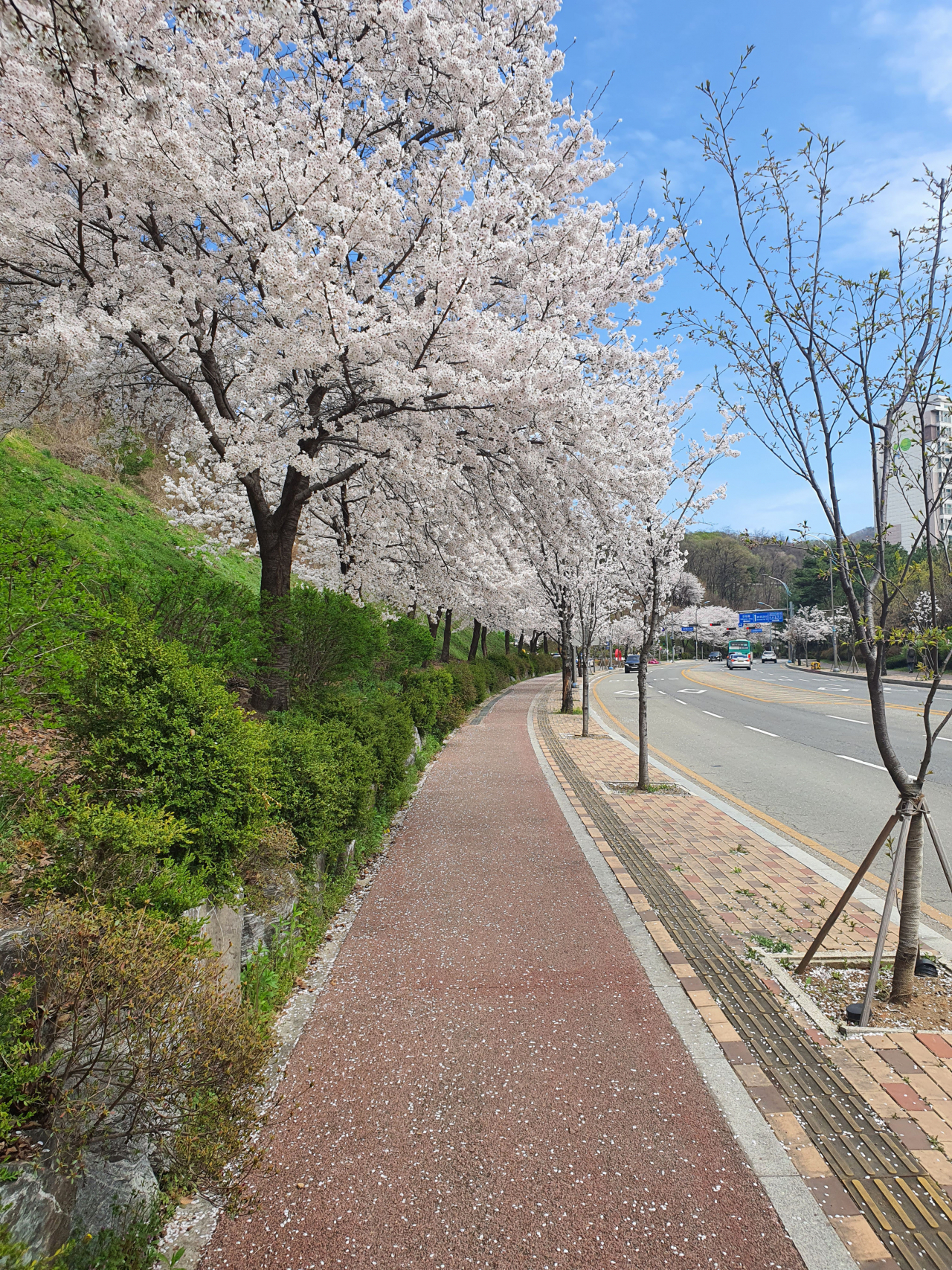 도촌북로 벚꽃길[성남시 제공]