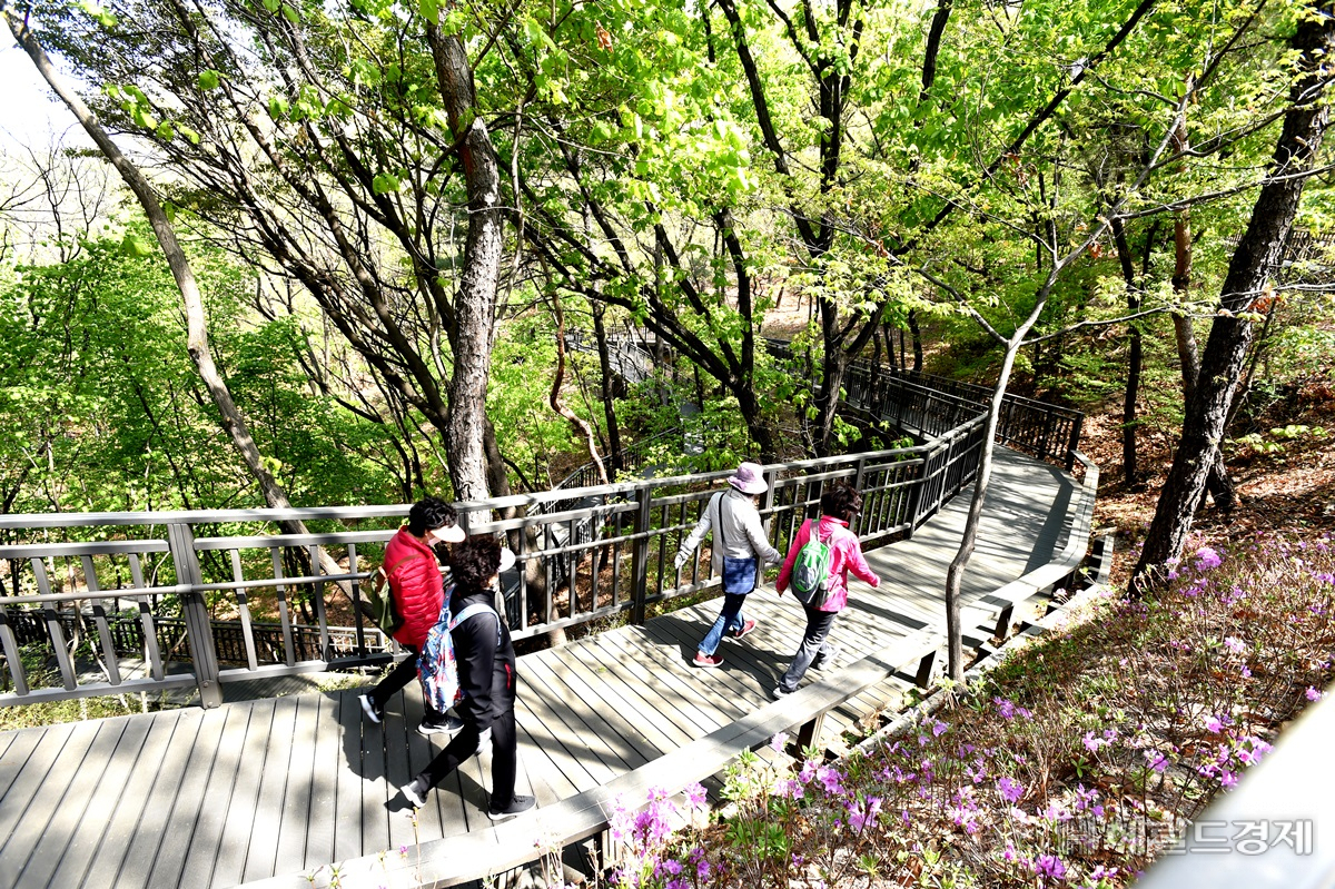 영축산 순환 산책로. [노원구 제공]