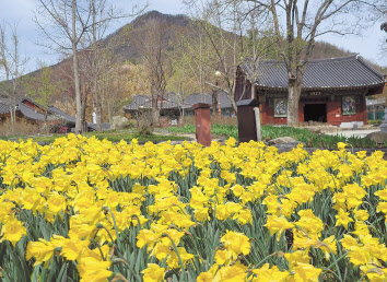 송광사의 수선화