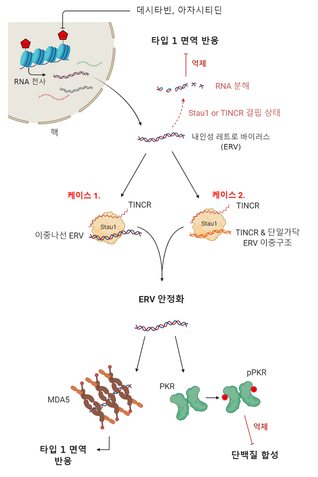 DNA 탈메틸화제를 이용한 화학항암요법 매커니즘 모식도.[KAIST 제공]