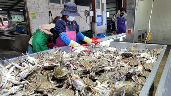 진도 서망항에서 꽃게 선별작업이 한창이다. [진도군 제공]