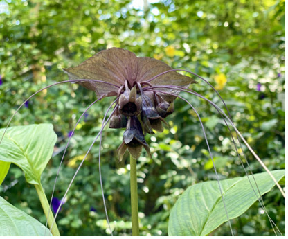 8일 국립세종수목원 사계절전시온실 열대온실에서 꽃을 피운 검은박쥐꽃(Tacca chantrieri Andr&eacute;)이 시선을 끌고 있다. 이 꽃은 포엽 안에 6개의 꽃잎이 달린 작은 검은색의 꽃이 있으며 열매처럼 매달리고, 6개의 수술과 1개의 암술이 있는 것이 특징이다.