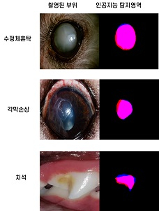 반려동물의 수정체혼탁, 각막손상, 치석에 대한 인공지능 탐지 예제. [알파도 제공]