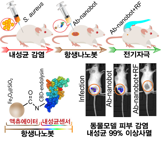 항생나노봇을 이용한 내성황색포도상구균 사멸 검증(생쥐모델) 모식도. 산화철 나노입자와 엔도라이신이 결합된 항생나노봇을 봉와직염 동물모델에 주입하고 전기자극을 줌으로써 감염균을 99%이상 사멸시킬 수 있음을 확인했다.[성균관대학교 제공]