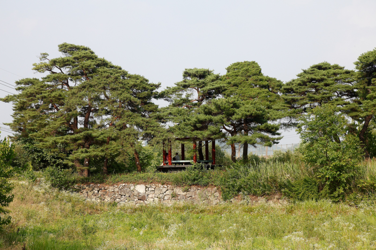 지금은 사라진, 전월산 동쪽 월산리 황골마을 숲