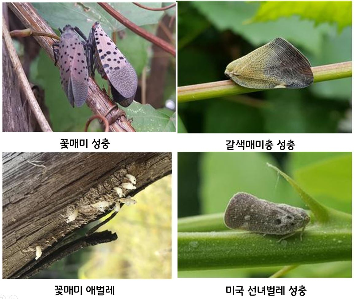 외래해충