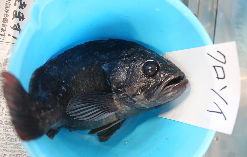 일본 후쿠시마현 이와키시 소재 오나하마어시장 검사소에 후쿠시마 앞 바다에서 잡힌 조피볼락이 양동이에 담겨 있다. [연합]