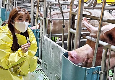 유라이크코리아 김희진 대표가 암퇘지에 적용 가능한 '라이브케어' 장치를 선보이고 있다. [유라이크 제공]
