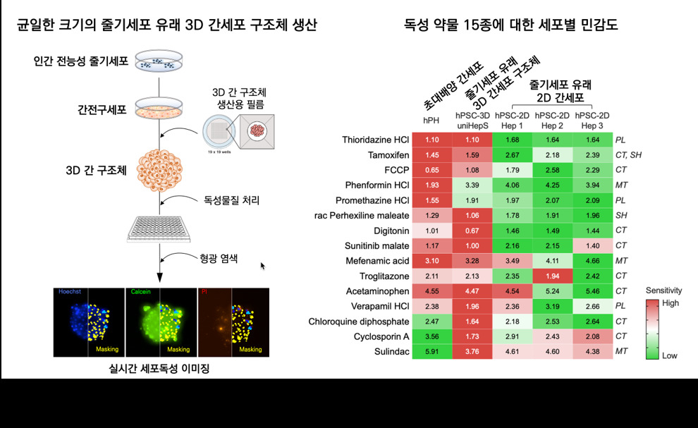 줄기세포 유래 3D 간세포 구조체 생산 및 유용성 검증 모식도. 그림①은 간세포 구조체 생산, 그림②는 세포별 독성 민감도 평가를 나타낸다.[안전성평가연구소 제공]