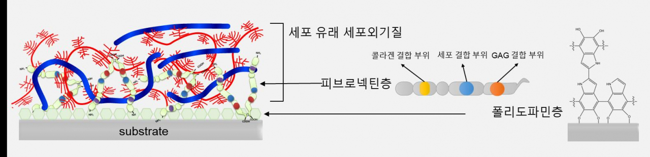 세포외기질이 강하게 결합된 소재 구조 모식도. 금속 표면에 고정된 폴리도파민에 의해 피브로넥틴이 균일하고 견고하게 코팅되고 피브로넥틴의 콜라겐 및 당단백질 결합 부위를 통해 세포 유래 세포외기질이 강하게 결합된 표면을 제조할 수 있다.[KIST 제공]