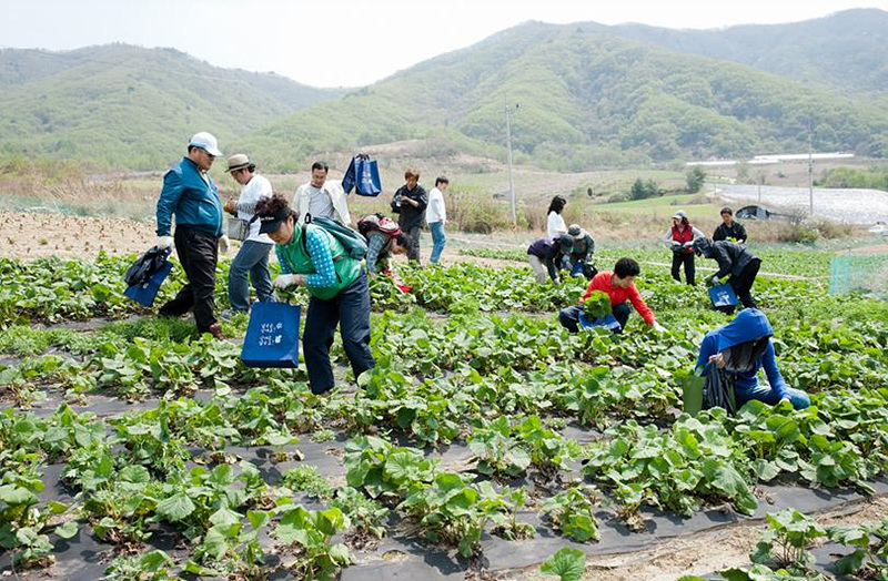 양구 곰취 수확 (팬데믹 이전 촬영)