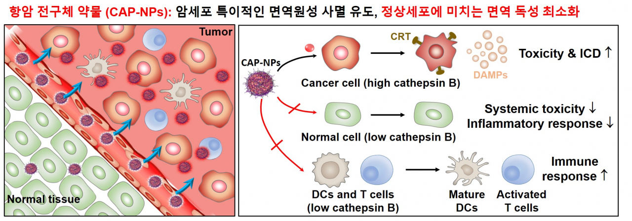 암세포 특이적 항암 전구체 약물 면역반응 유도 모식도.[KIST 제공]