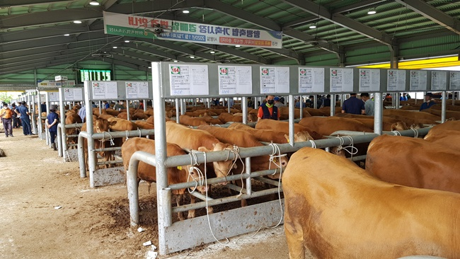 함평군 가축 경매시장.