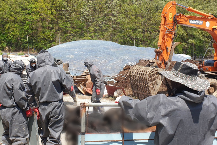Culling efforts are underway Wednesday at a pig farm in Yeongwol-gun, Gangwon Province, where two African swine fever cases were found hours earlier. (Gangwon Province)