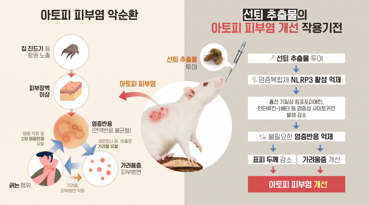 선퇴 추출물이 염증복합체 NLRP3 활성을 억제해 염증유발인자의 발현을 감소시키며 표피 두께 및 가려움증을 완화하는 등 아토피피부염을 개선한다.[한국한의학연구원 제공]