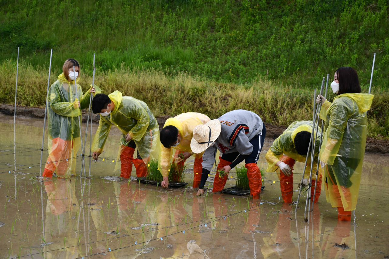 [Photo News] Spring rice-planting season begins in Korea - The Korea Herald