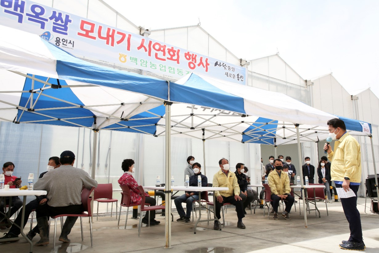 백군기 시장, 모내기 시연 행사 참여[용인시 제공]