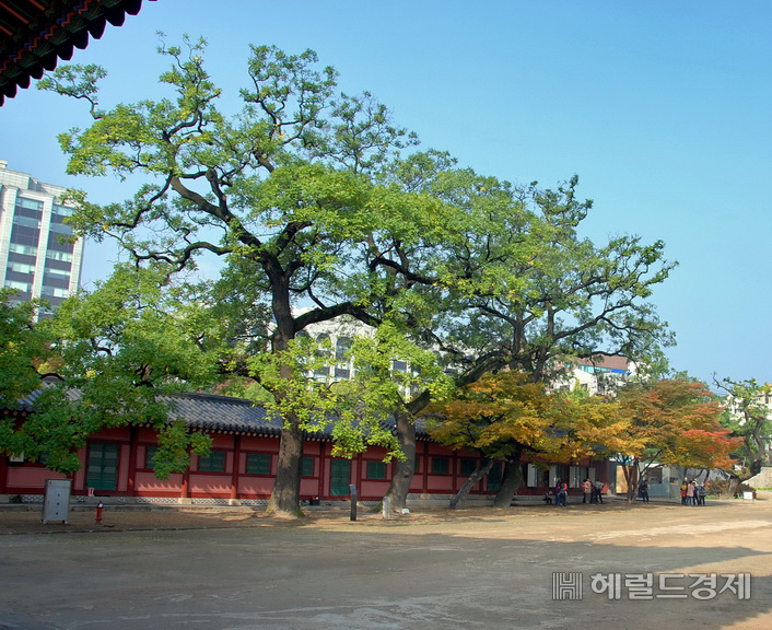 돈화문 회화나무. [서울관광재단 제공]