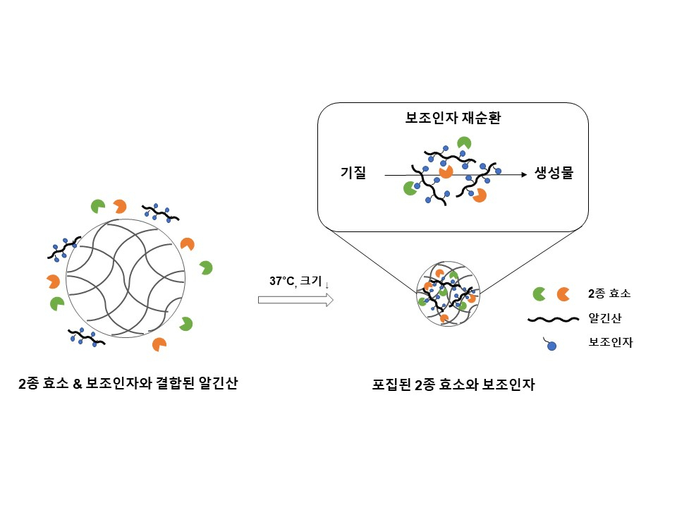 고분자 나노플랫폼에 2종 효소와 보조인자가 결합된 알긴산을 동시에 포집한 나노 반응기 모식도.[GIST 제공]
