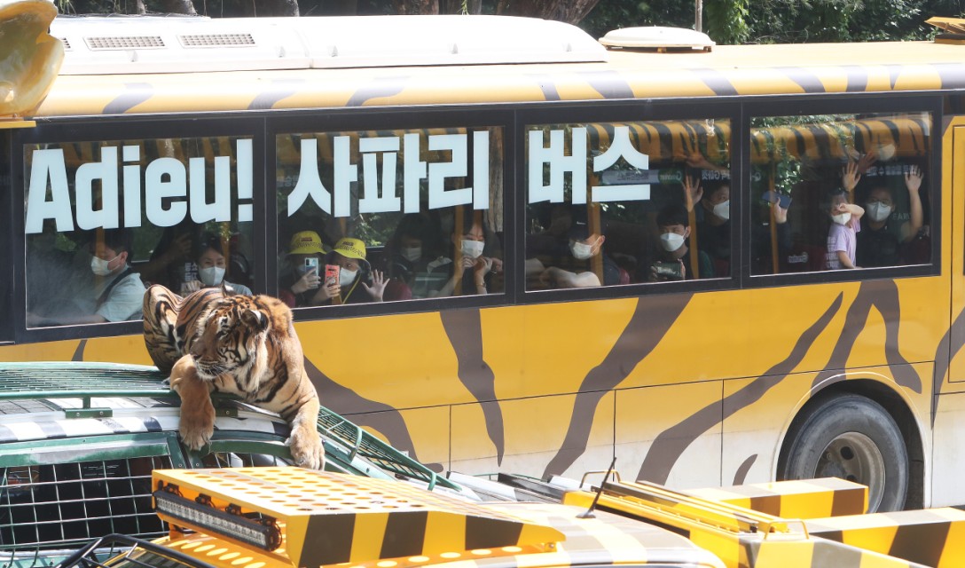 [Photo News] Farewell to Safari Bus, Hello to Wild Tram