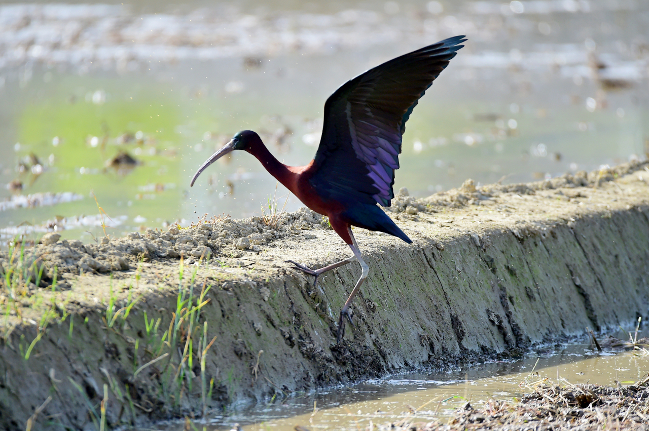 황새목 저어새과 적갈색따오기(학명 Plegadis falcinellus)는 영명으로 글로시 아이비스(Glossy Ibis)이다. 국내 이름이 없어 따오기과로 적갈색이 빛나서 ‘가칭’으로 이름이 붙었다.