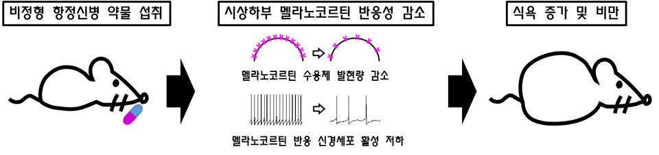비정형 향정신성 약물에 의한 식용 증가 및 비만의 기전. [KAIST 제공]