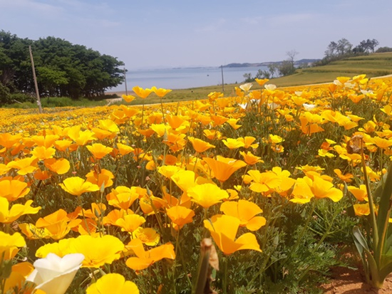 전남 신안군 선도에 핀 금영화 꽃밭.