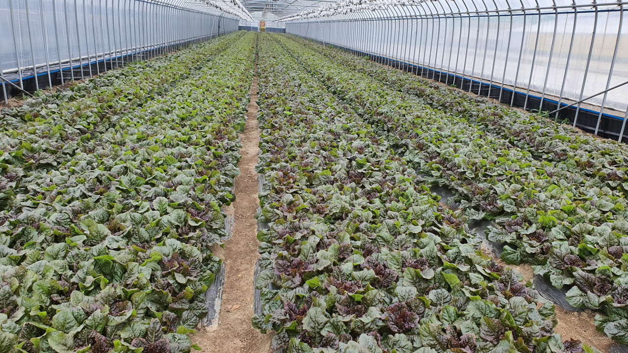전라남도 함평군에서 재배중인 흑하랑 [전남농업기술원 제공]
