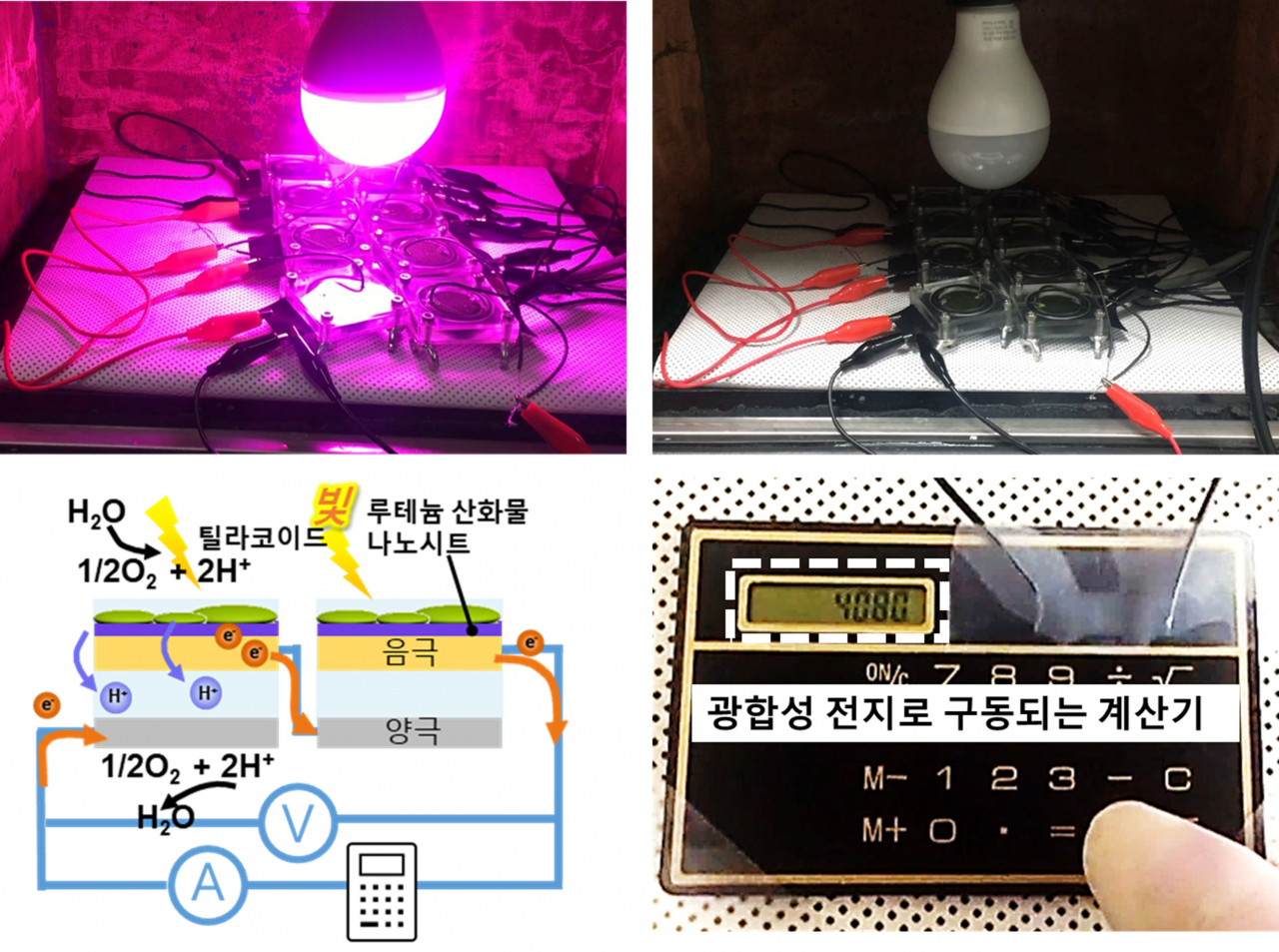 광합성 전지 연결을 통한 소형계산기 구동 모습.[연세대학교 제공]